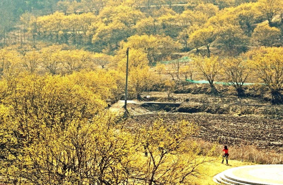 Uiseong Sansuyu Village Flower Festival (KTO)