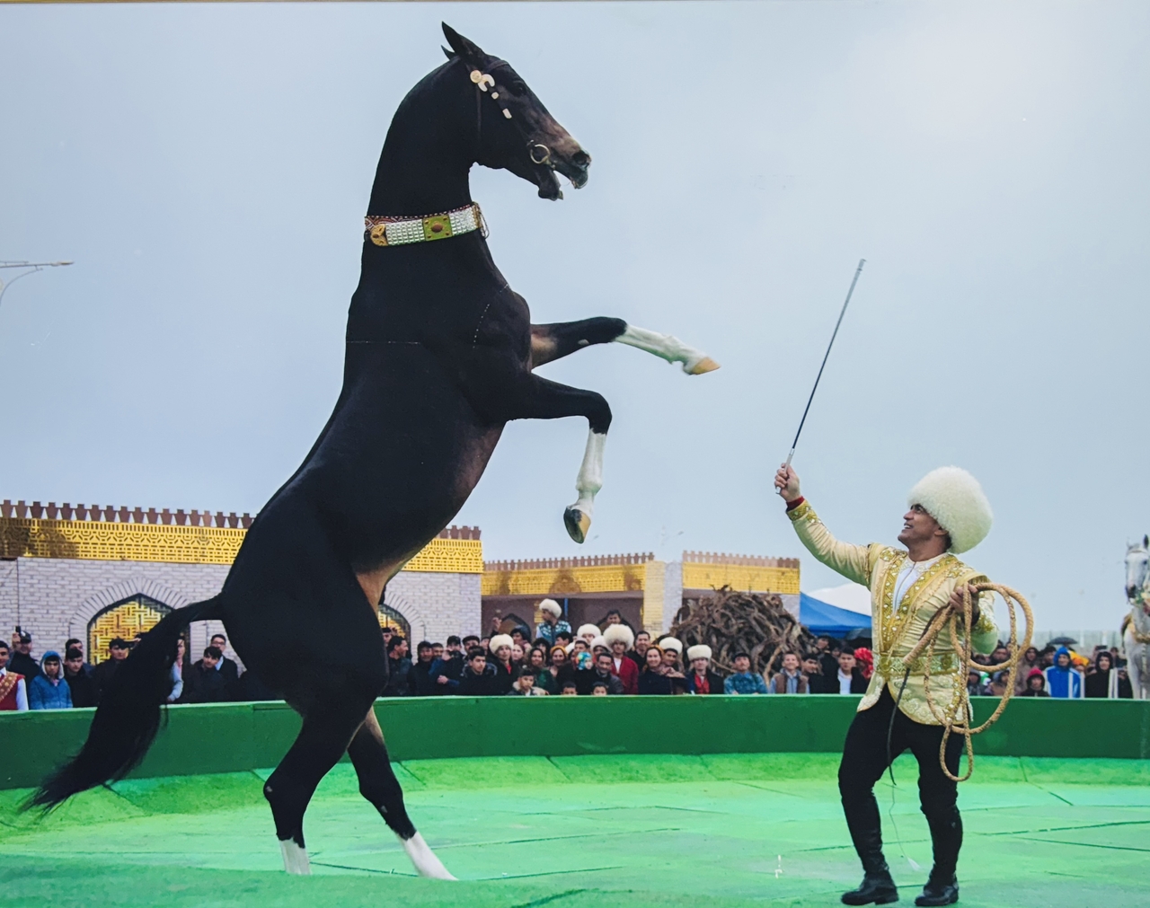 A photograph showcasing a man performing a trick with an Akhal Teke horse  at a conference titled "Independent, Permanently Neutral Turkmenistan, the Homeland of Purposeful Winged Horses" at Hankuk University of Foreign Studies in Dongdaemun-gu, Seoul on Wednesday. (Sanjay Kumar/The Korea Herald)