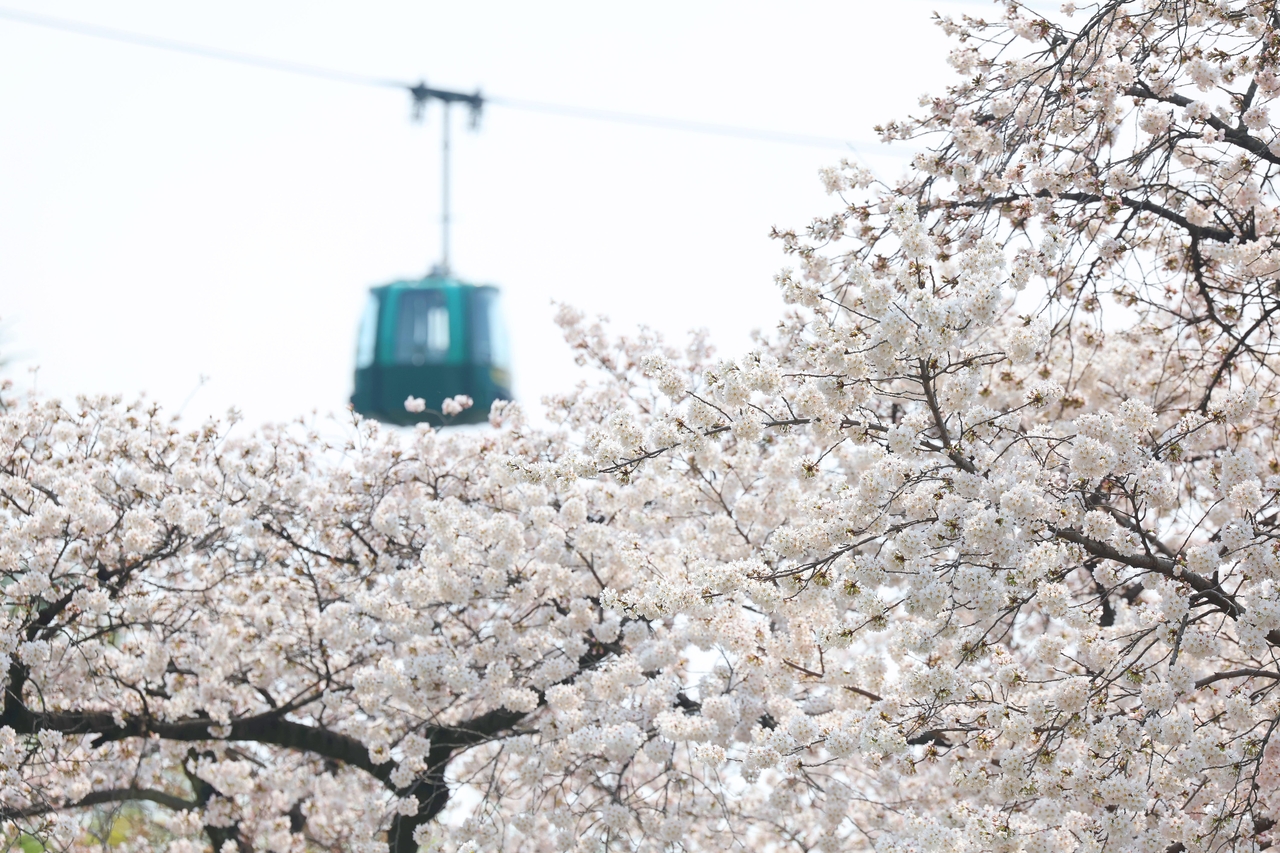 Cherry blossoms in full bloom at E-World in Dalseo-gu, Daegu, on a warm spring afternoon, one of Korea's signature 벚꽃 viewing spots
