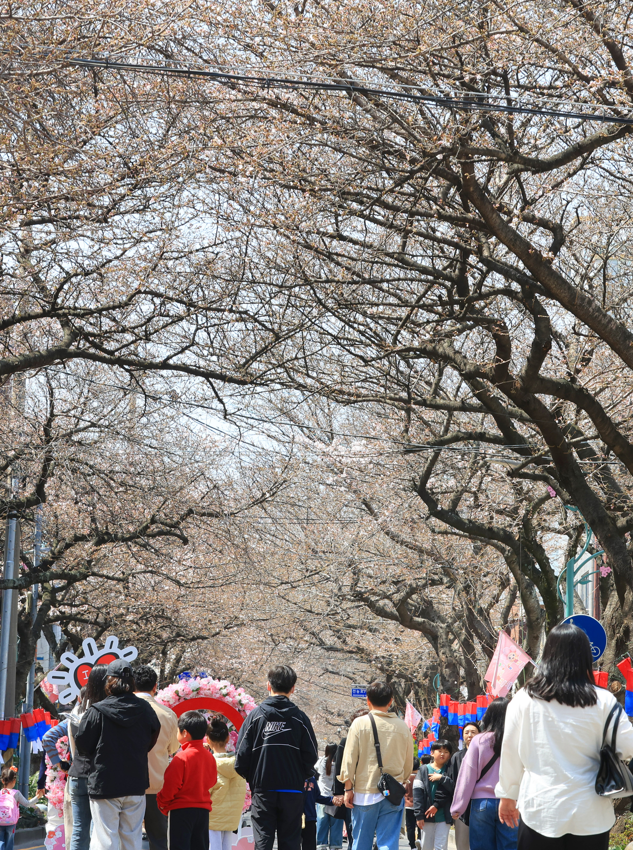 Tourists enjoy Jeju's famous king cherry blossom at the 19th Jeonnong-ro King Cherry Blossom Festival on Saturday. (Yonhap)