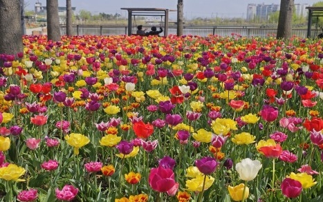 Flowers are in full bloom in Seoul Botanic Park in Gangseo-gu, Seoul. (Seoul Metropolitan Government)