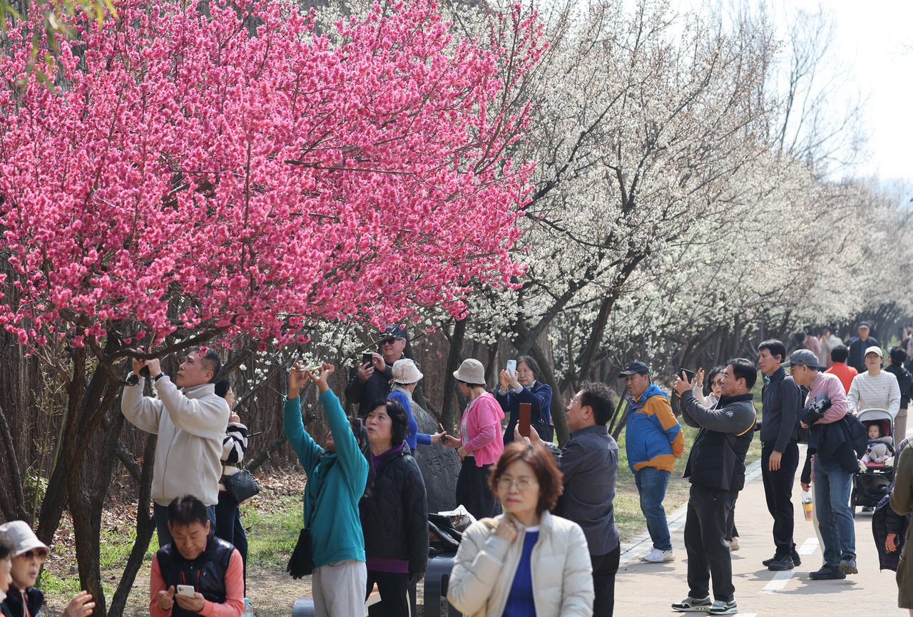 People enjoy a stroll along Cheonggyecheon in Seongdong-gu, Seoul, where plum blossoms are in full bloom. (Yonhap)