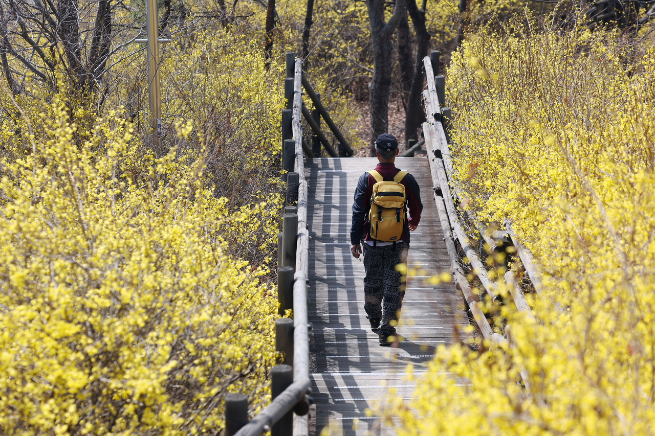 Yellow forsythias are in bloom on Eungbongsan in Seongdong-gu, Seoul, on March 23. (Yonhap)