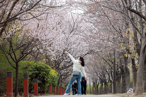 Best places to enjoy spring in Seoul
