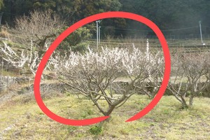 “죽을 죄를 지었습니다” 벚꽃이 뭐라고, 사과까지…공무원들 ‘발 동동’, 대체 왜? [지구, 뭐래?]