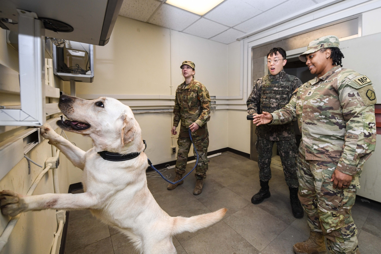 A military dog participates in a joint drill between the South Korean and US military and Daegu police, held at Daegu's Camp Walker on March 4. (Newsis)