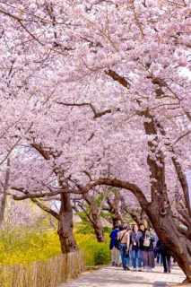 Festivals, sights across Korea