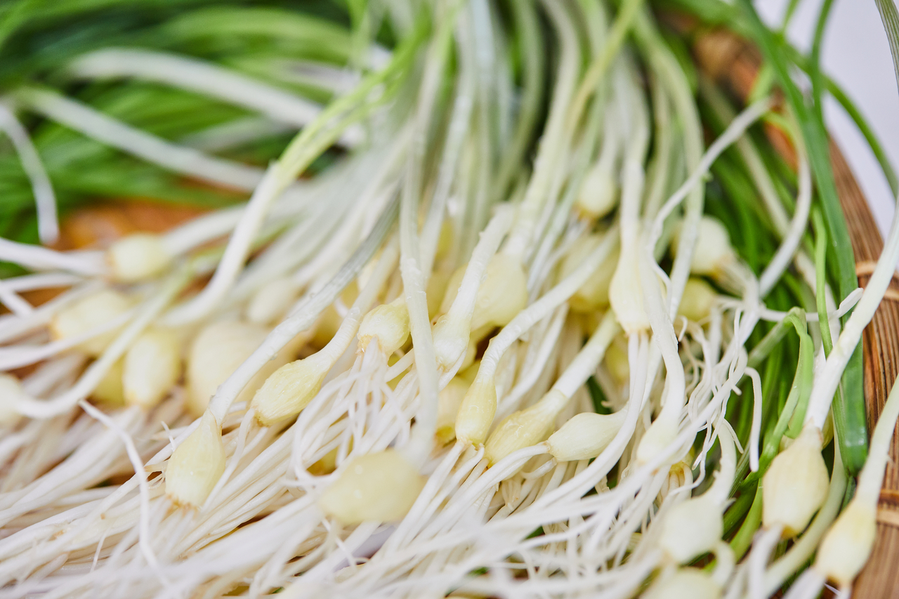 Wild chives (Getty Image)