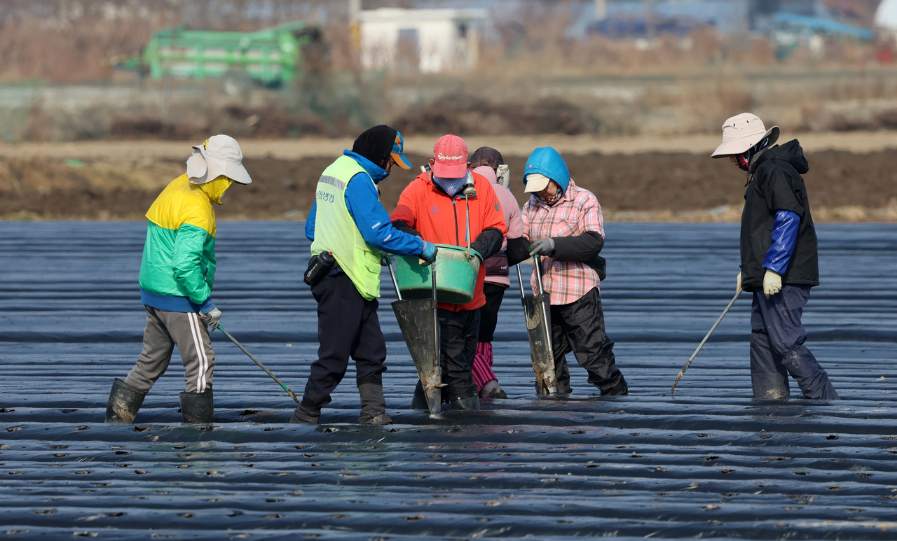 Migrants work at a potato farm in Gangneung, Gangwon Province, March 10. (Yonhap)