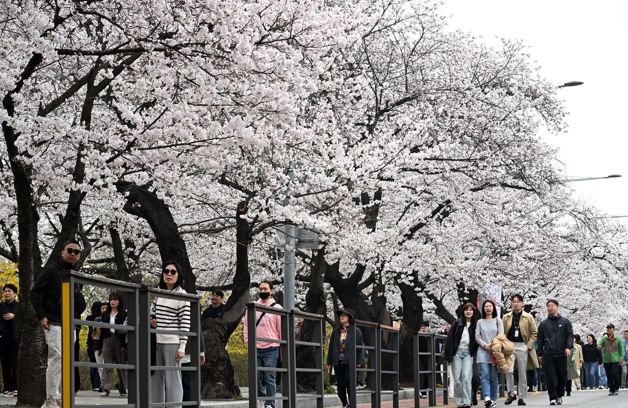 Visitors enjoying cherry blossoms along Yeouiseo-ro in Yeouido, Seoul, with pink petal canopy framing the path