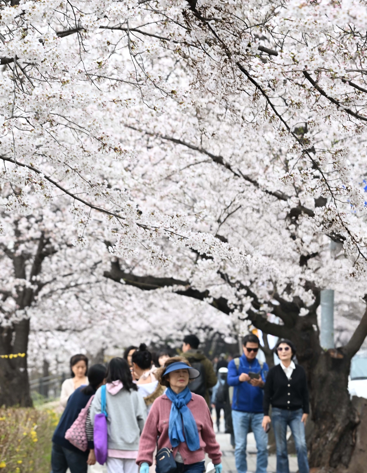 Visitors enjoy cherry blossoms along Yeouiseo-ro in Yeouido, Seoul, on Wednesday. (Lee Sang-sub/The Korea Herald)