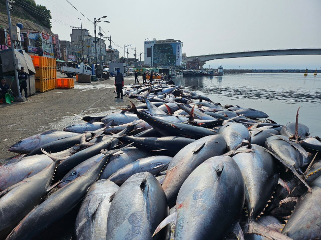 Around 600 bluefin tuna, each weighing 130–150 kilograms, are piled at Ganggu Port in Yeongdeok-gun, North Gyeongsang Province, on July 8, 2025. The catch was later discarded. (Ganggu Branch of the National Federation of Fisheries Cooperatives)