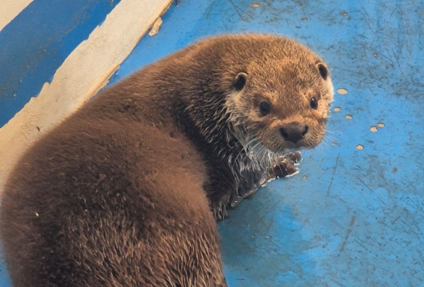 This photo distributed by Uchi Park officials shows a recently rescued otter, who will be housed at the park zoo. (Gwangju Metropolitan Government)