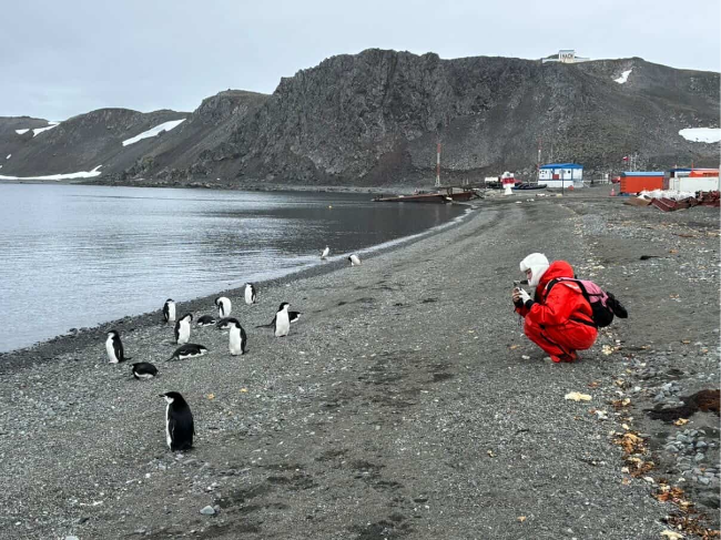 Kim Hee-soo takes photos of penguins. (Kim Hee-soo)