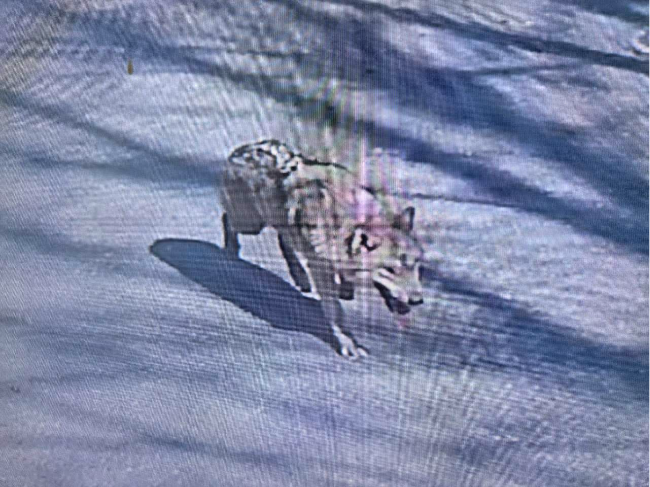 This footage shows the escaped wolf roaming the streets on Wednesday. (Yonhap)