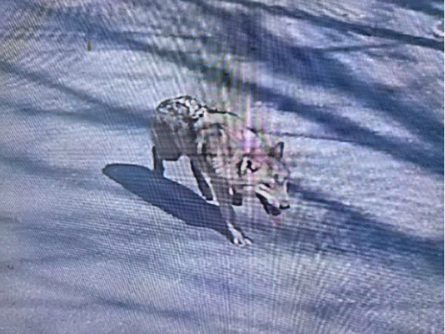 This footage shows the escaped wolf roaming the streets. (Yonhap)