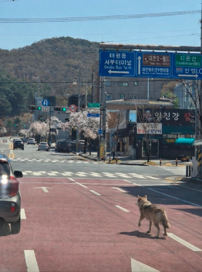 The photo shows a wolf that escaped from a zoo in Daejeon roaming near the O-World intersection in Daejeon on Wednesday. (Yonhap)