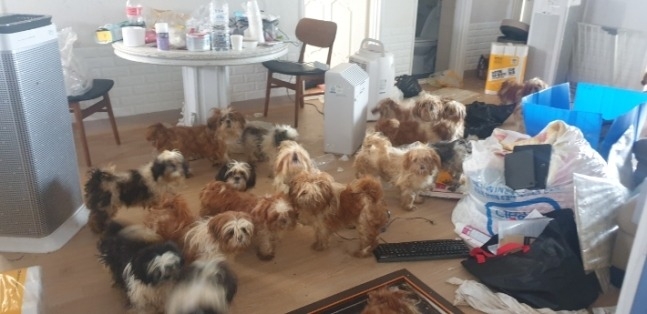 The defendant confined dozens of pet dogs in her home without food or water for several days, resulting in the deaths of two animals. (Pohang Nambu Fire Station)