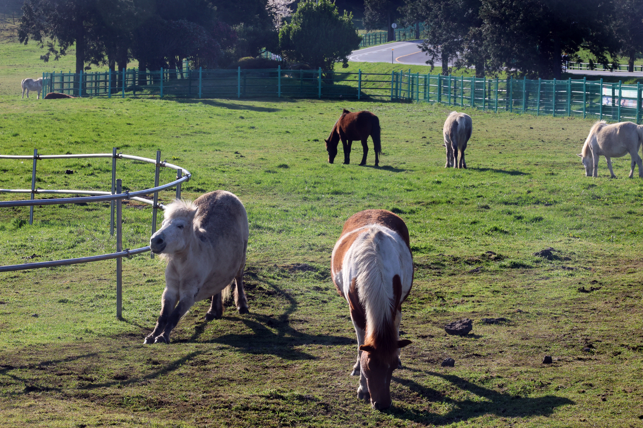 Horses graze at Jeju Horse Pastureland in Yonggang-dong, Jeju City, Saturday. (Yonhap)