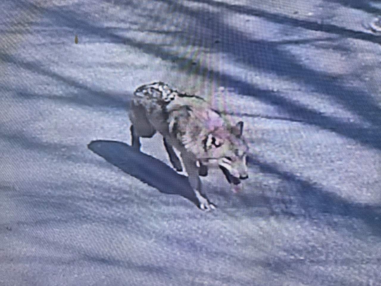 This photo shows a young male wolf on the loose after it escaped from Daejeon's O World zoo on Wednesday. (Daejeon Fire Headquarters)