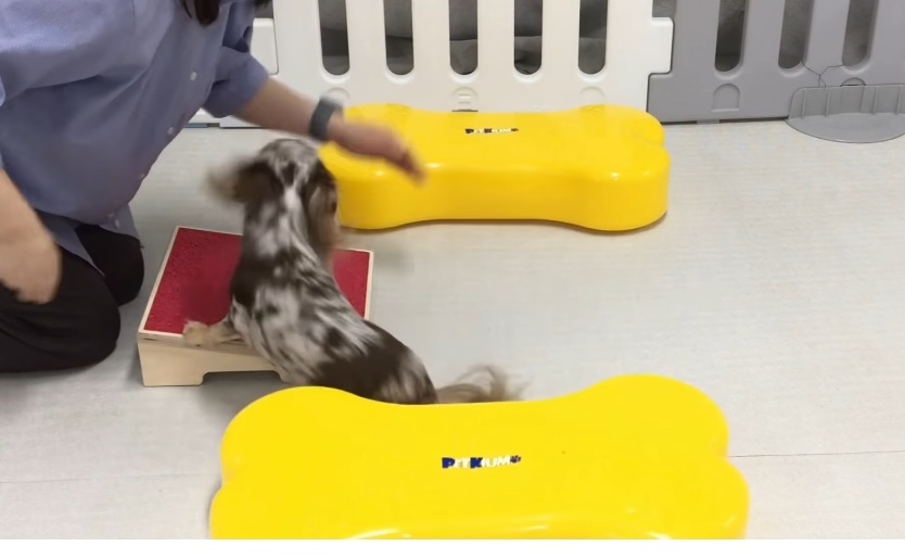 Korean dog at a Seoul pet day care facility highlighting the country's growing companion animal industry