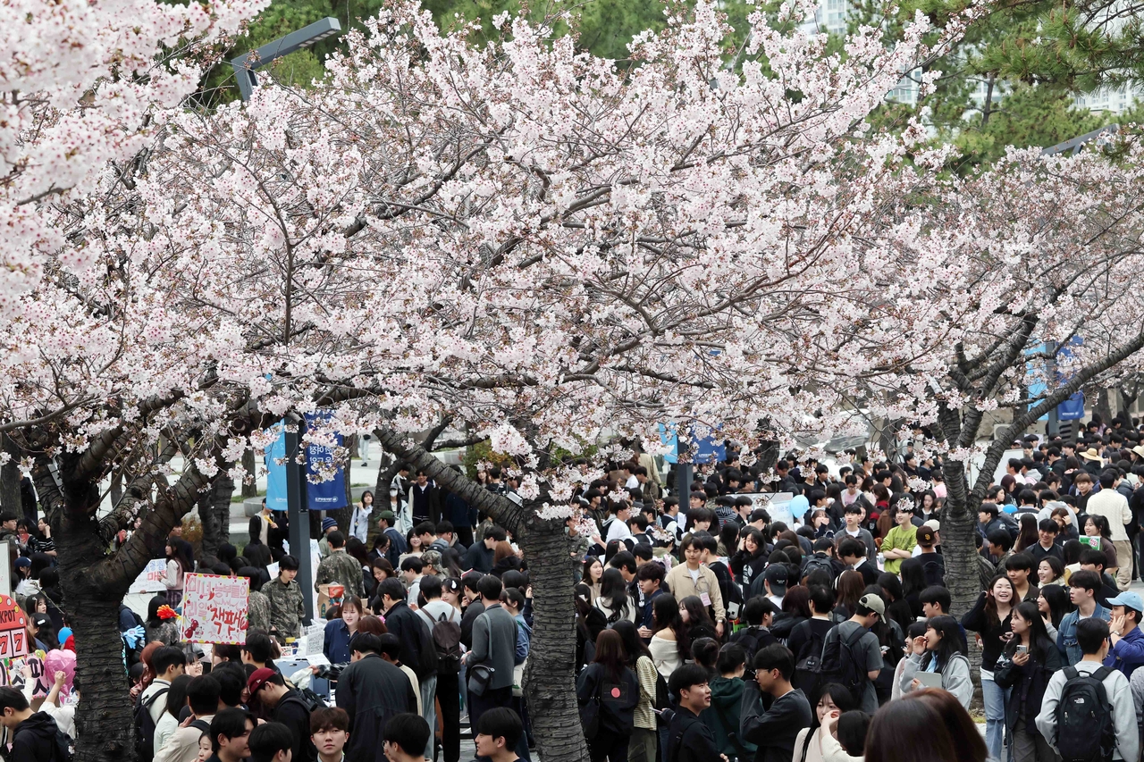 In this unrelated photo, university students enjoy spring cherry blossoms at a national university campus in Busan. (Newsis)