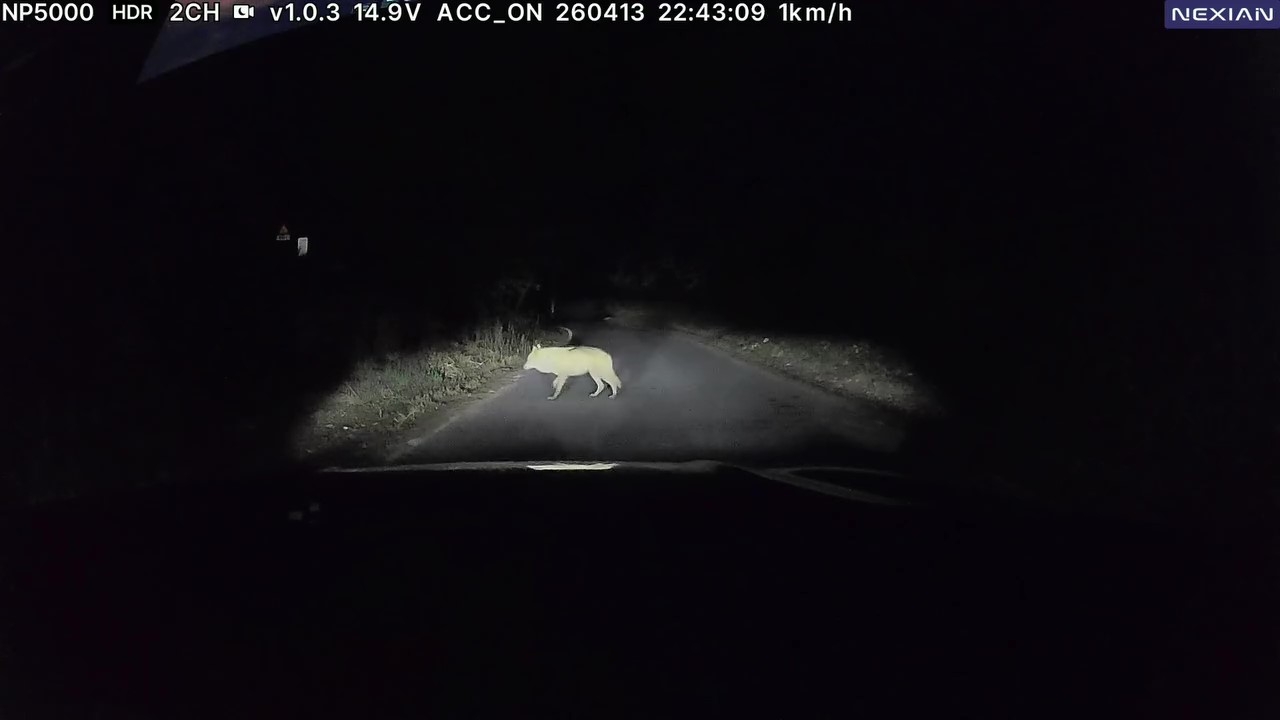 A screenshot from footage showing an escaped wolf spotted in Daejeon on Tuesday. (Instagram @jun70795)