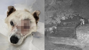 BB gun attack leaves dog dead, another's eye removed