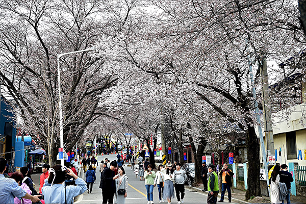 Cheongpung Cherry Blossom Festival (KTO)