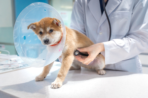 Seoul City offers rabies vaccinations for pets for 10,000 won