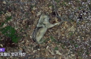 늑구 탈출 9일째 수색 중