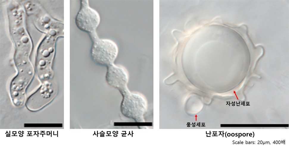 난균류 신종 Pythium aculeatus 형태 사진.[국립낙동강생물자원관 제공]