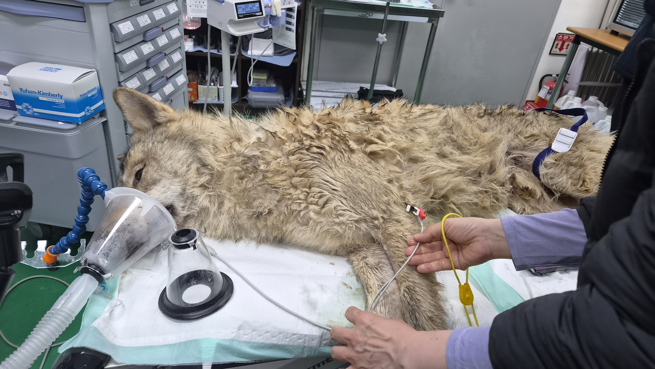 Neukgu, the wolf that escaped from a theme park in Daejeon on April 8, is captured Friday. (Daejeon Metropolitan City)