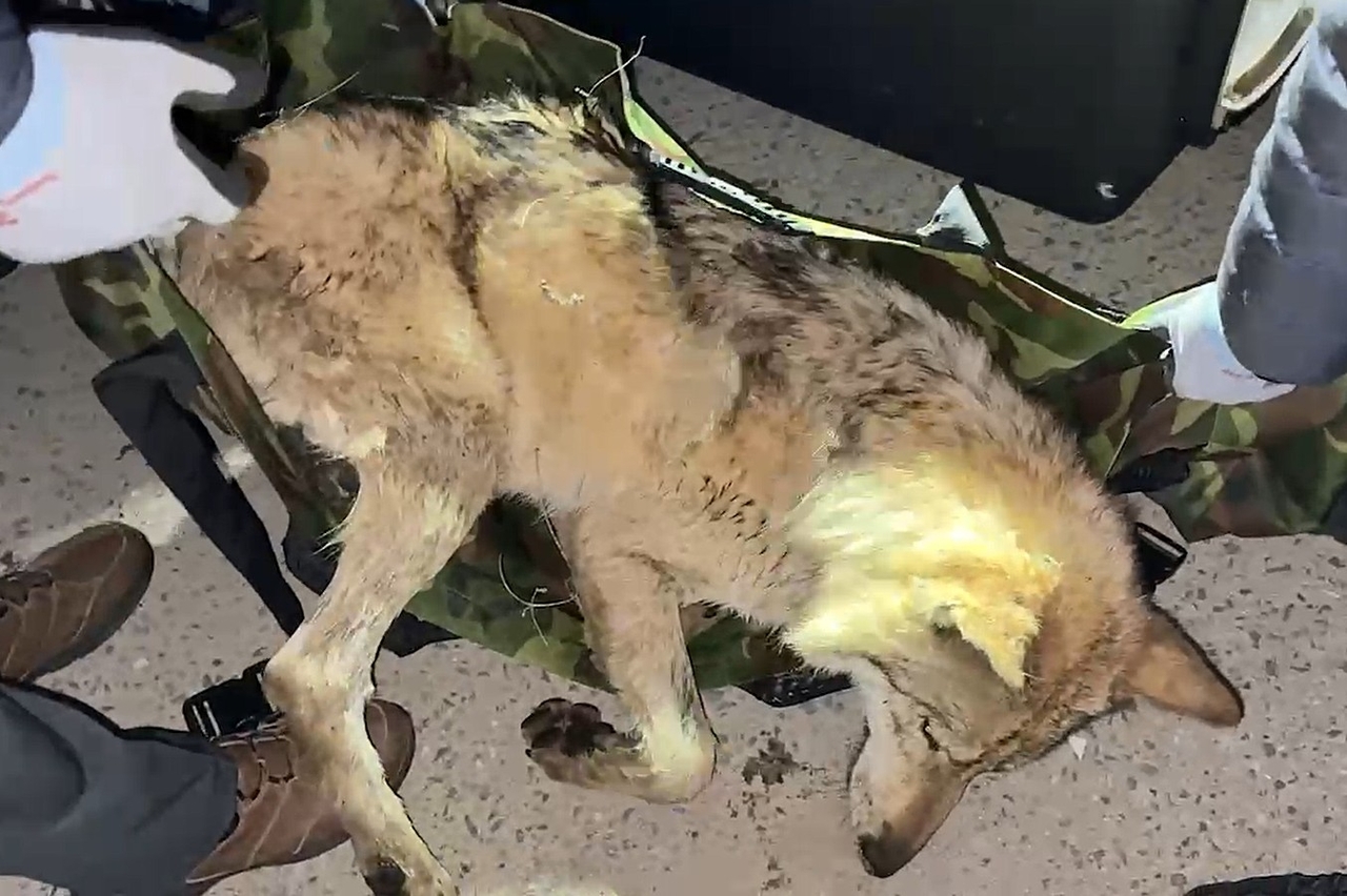 Neukgu, the wolf that escaped from a theme park in Daejeon on April 8, is captured Friday. (Daejeon Metropolitan City)