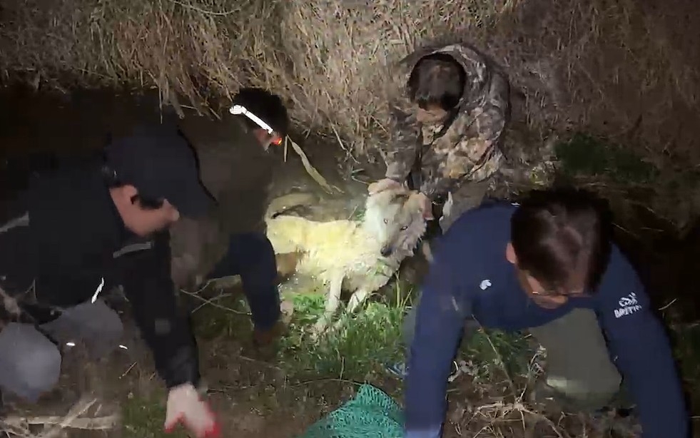 Neukgu, the wolf that escaped from a theme park in Daejeon on April 8, is captured Friday. (Daejeon Metropolitan City)