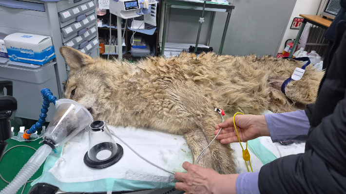 Neukgu, the wolf that escaped from a zoo in Dejoen on April 8, is captured Friday. (Daejeon Metropolitan City)