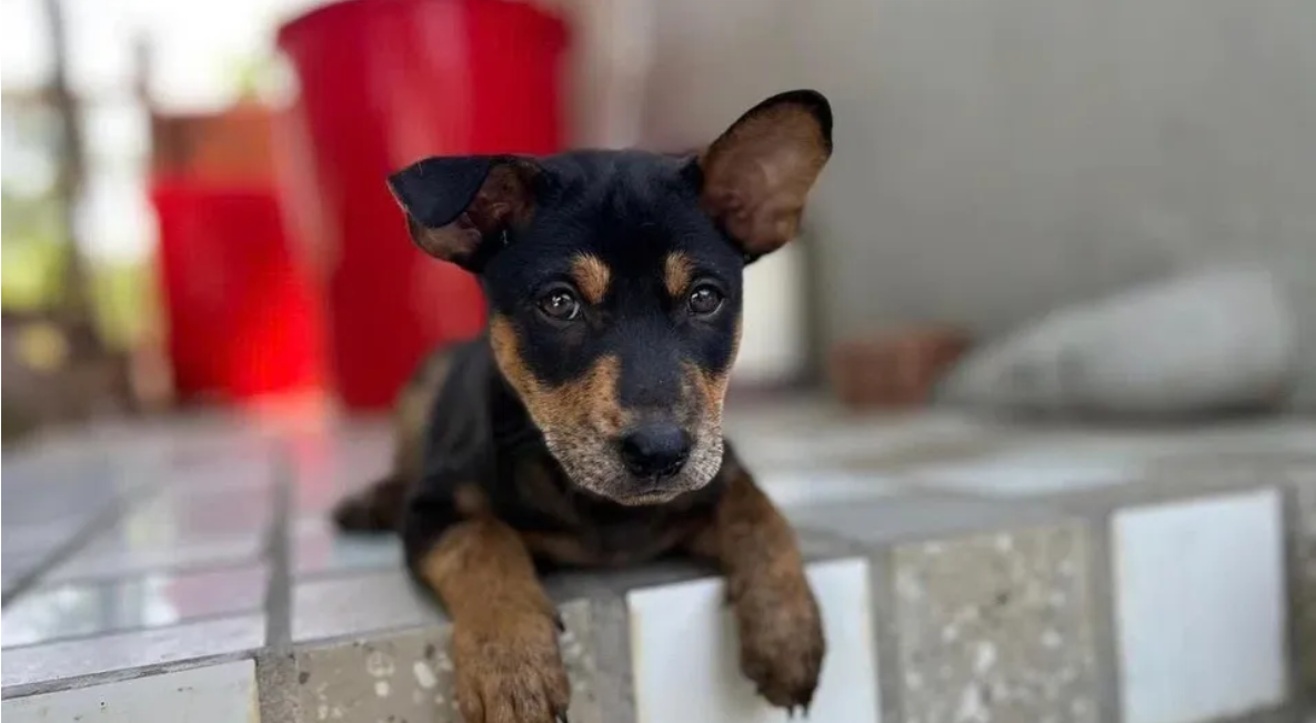 Four-month-old Phu Quoc ridgeback puppy Barbecue takes a break from welcoming guests at Cosian Bay Resort in Phu Quoc, Vietnam.   (Straits Times)