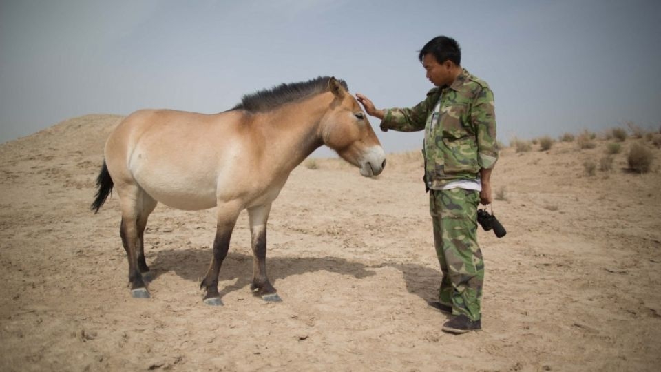 A caretaker stands with a Przewalski’s horse at the West Lake national nature reserve area near Xihu, in northwestern China's Gansu province.    (China Daily)