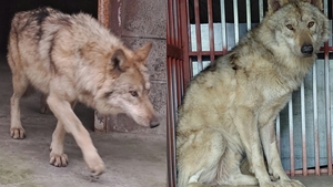 늑구빵 관련 보도 이미지