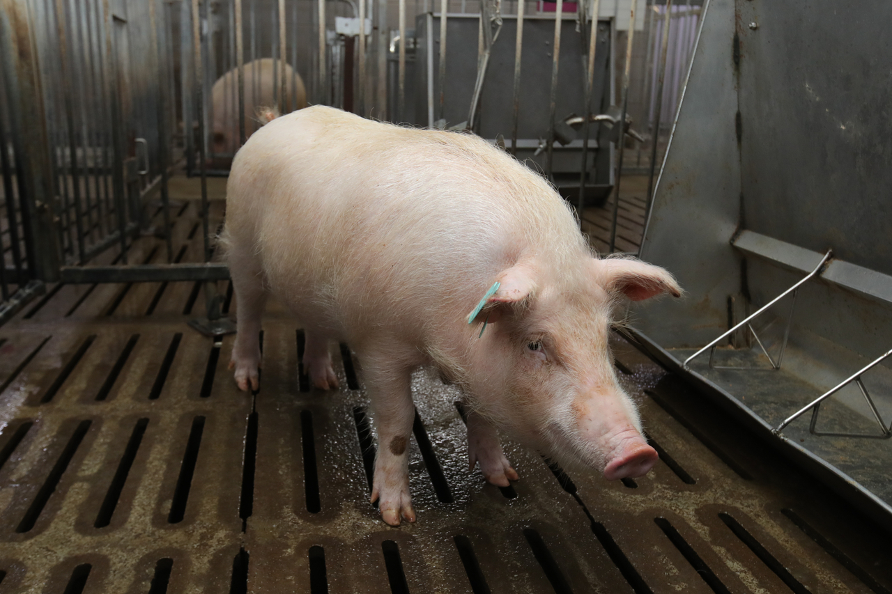 Cloned miniature pig XENO, developed for xenotransplantation (The Rural Development Administration)