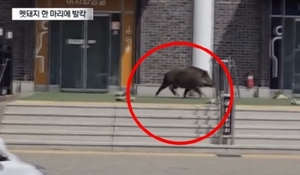 고속도로 휴게소 야생동물(멧돼지) 출몰 관련 보도 이미지