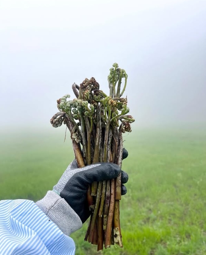 Wild bracken grows on hills and in fields across Jeju Island from March to May. (Instagram @karriippi)