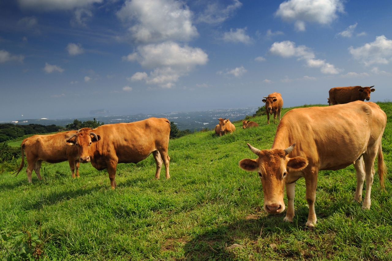 한우 [한우자조금 제공)]