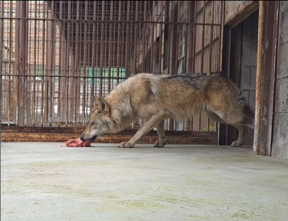 Neukgu eats meat inside his enclosure in footage posted on Daejeon O-World’s Instagram. (@daejeon_o_world, Instagram)