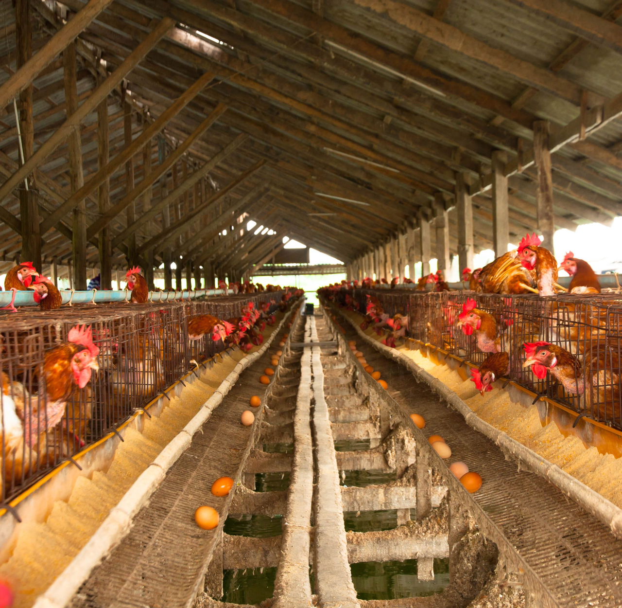 Chickens are kept in cages at a poultry farm. This image is not directly related to the story. (123rf)