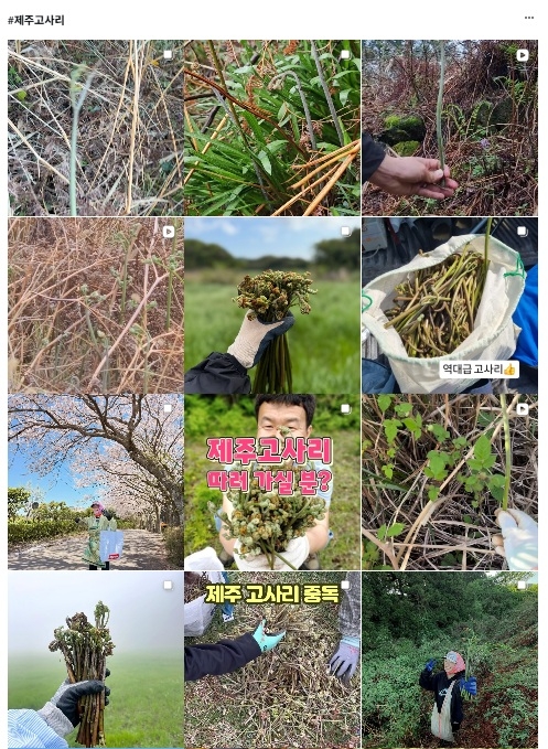 A search for Jeju bracken on Instagram yields around 20,000 posts, including images and short videos of people gathering bracken in forests and fields across the island. (Instagram)