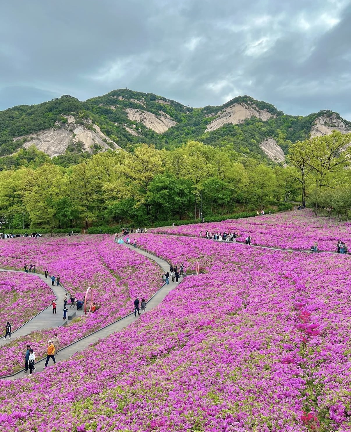 Seoul Buramsan Azalea Festival (Instagram)