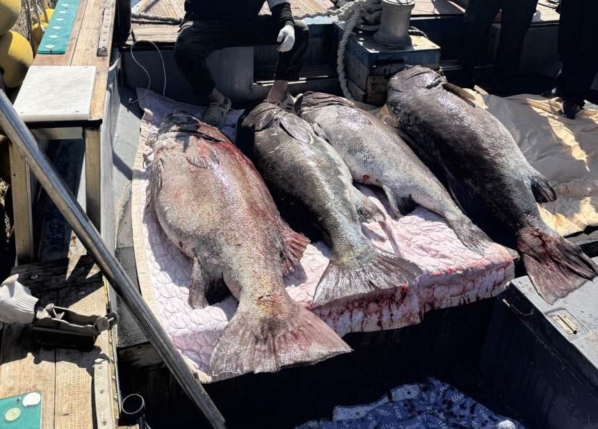This photo shows the striped jewfish that were caught on Sunday in Busan. (Yonhap)