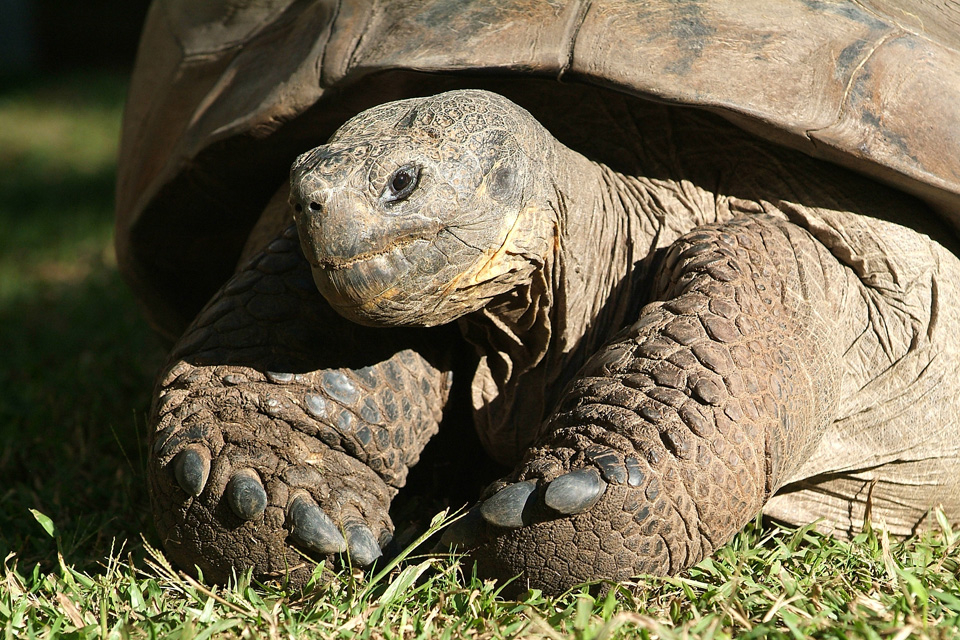 Harriet (Australia Zoo)