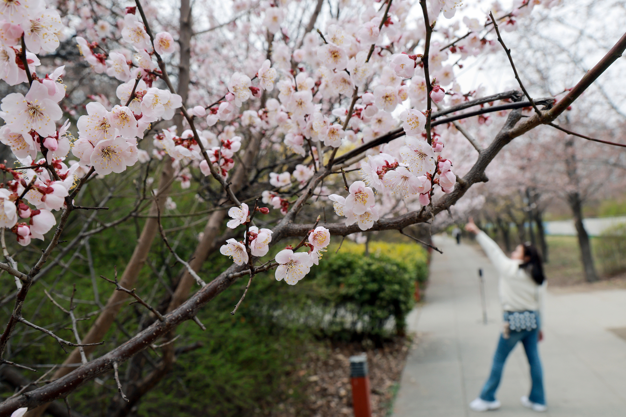 A tourist takes a photo in Yeouido, Seoul, March 29. (Yonhap)
